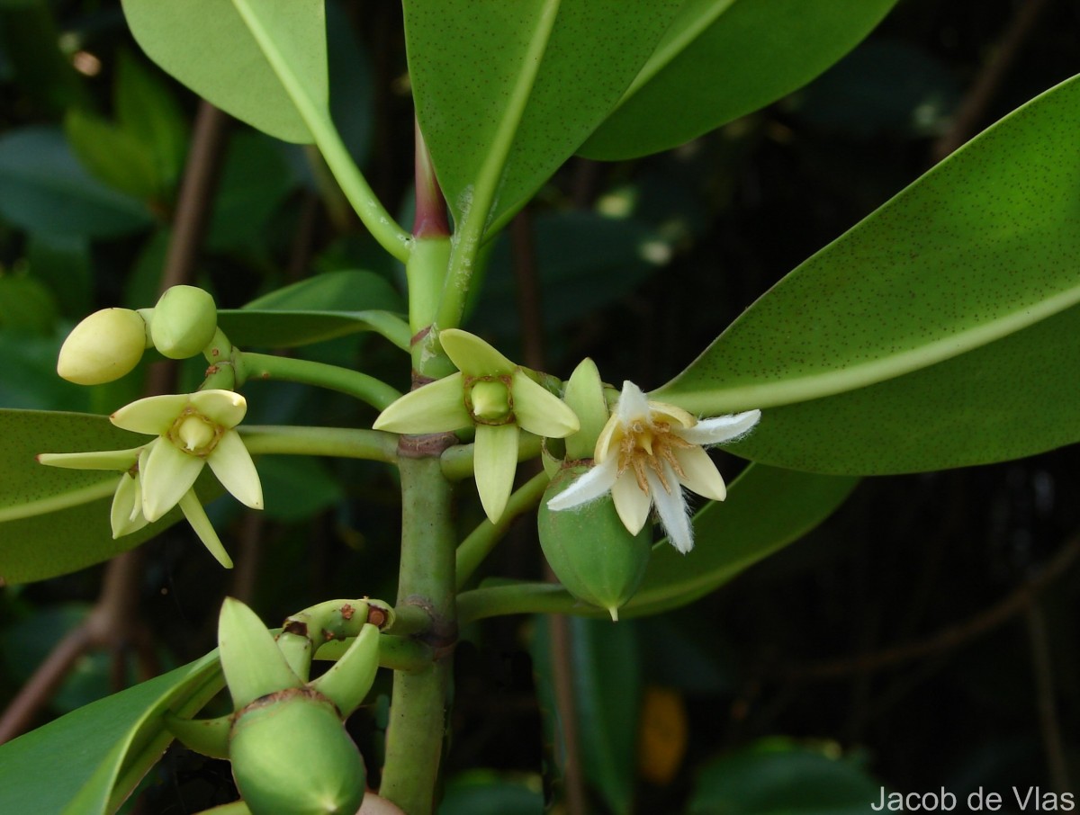 Rhizophora mucronata Poir.